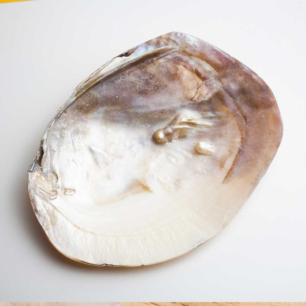 conchas-nacar-kibana-shop